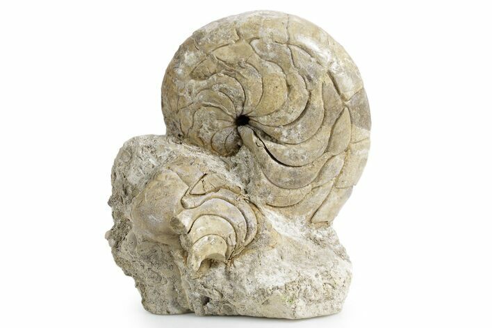 Fossil Nautilus (Aturia) - Boujdour, Morocco #359372
